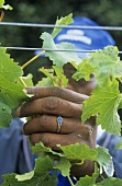 Female vine worker, Klein Constantia Estate, S. Africa