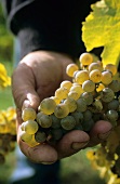 Hand holding Riesling grapes in vineyard
