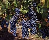 Tannat Rebsorte, Los Cerros de San Juan, Colonia, Uruguay