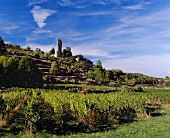 Schloss Wachenheim über dem Schlossweinberg Wachenheim, Pfalz