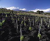 Weinberg in der Nähe des Etna, Nicolosi, Sizilien, Italien