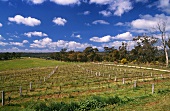 Weinberg von Jasper Hill, Heathcote, Victoria, Australien