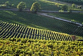 Muskateller-Weinberge bei Nizza Monferrato, Piemont, Italien