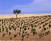 Weinbaugebiet nahe Fuendejalon, Aragón, Spanien