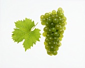 Muskateller grapes with vine leaf