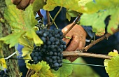 Picking Blauer Spätburgunder (Pinot noir) grapes