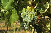 Grüner Veltliner grapes on the vine