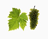 Gelber Muskateller-Trauben mit Weinblatt