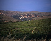 Vineyard near Melnik, S.W. Bulgaria