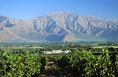 Blick auf Viña Errázuriz, Panquehue, Aconcagua-Tal, Chile