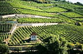 Vineyards near Freyburg with River Unstrut, Saale-Unstrut