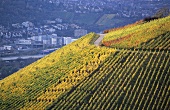 Vineyards around Obertürkheim, Württemberg, Germany