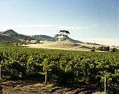 Vineyard in Barossa Valley, South Australia