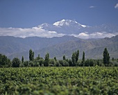 Weinbau bei Luján de Cuyo, Mendoza, Argentinien