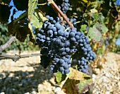 Zinfandel grapes
