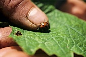 Ladybird in ecological vineyard