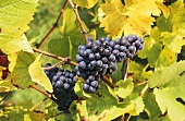 Dornfelder grapes