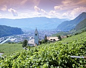 Das Weindorf St. Magdalena bei Bozen, Südtirol