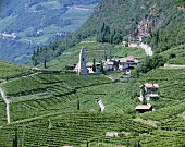 Vineyards around St. Magdalena near Bozen, S. Tyrol