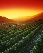 Weinanbaugebiet beim Sonnenuntergang im Aosta-Tal, Italien