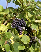 Trollinger, red grape variety