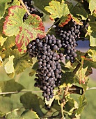 Zinfandel (Primitivo) grapes