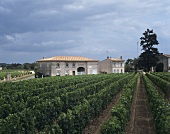 The Château Pétrus estate, Pomerol, Bordeaux, France