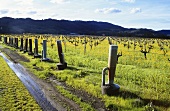 Oil heaters for frost protection in vineyard, Napa Valley, Calif