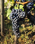 Nebbiolo - Italian red wine grape variety