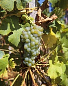 Scheurebe - a new white wine variety