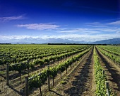 Vines on Brancott Estate, Marlborough, N. Zealand