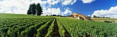 Amity Vineyards, Domaine Drouhin in Oregon, USA