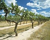 Vines in Clare Valley, South Australia