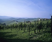 Landscape of vines in Piedmont, Italy