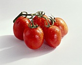 Tomatoes (Lycopersicon esculentum), variety ‘Celine’