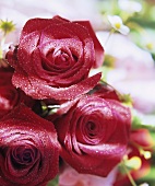 Three wet, red roses with strawberry flowers