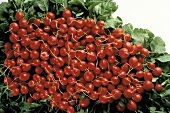 Large Bunch of Fresh Red Radishes