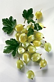 Many Gooseberries; Leaves