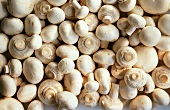 Several White Button Mushrooms; Overhead
