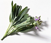 Fresh Sage Leaves with Blossoms