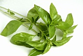 Lemon basil