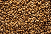 Pile of Wheat grain