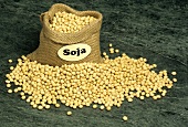 Many soya beans in sack and piled up beside it