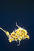 Various sprouts on fork (wheat, radish, mung bean)