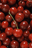 Many red cherries, on with stalk