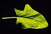 A spinach leaf