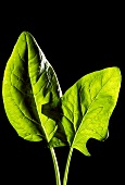 Two spinach leaves