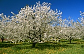 Blühende Kirschbäume auf Frühlingswiese
