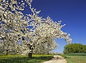 Blühende Kirschbäume neben einem Weg auf Wiese