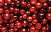 Frische Cranberries